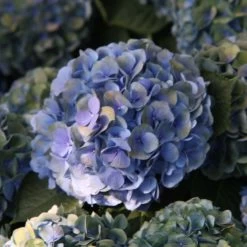 Hortensia Macrophylla Mathilde Gutges