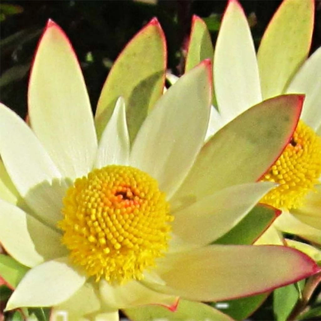 Leucadendron Sundance 1 Leucadendron Sundance