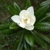 Magnolia Grandiflora Ferruginea - Laurier-tulipier