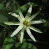 Passiflora Mucronata - Fleur De La Passion