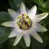 Passiflore, Fleur De La Passion - Passiflora Caerulea Clear Sky