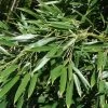 Phyllostachys Aureosulcata Alata - Bambou Moyen