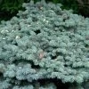 Epicea Bleu - Picea Pungens Glauca Globosa