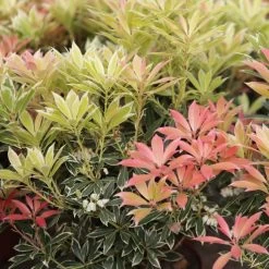 Andromède Du Japon - Pieris Japonica Flaming Silver