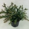 Podocarpus Lawrencii Blue Gem
