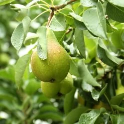 Poirier Curé Ou Poire Du Curé Bio