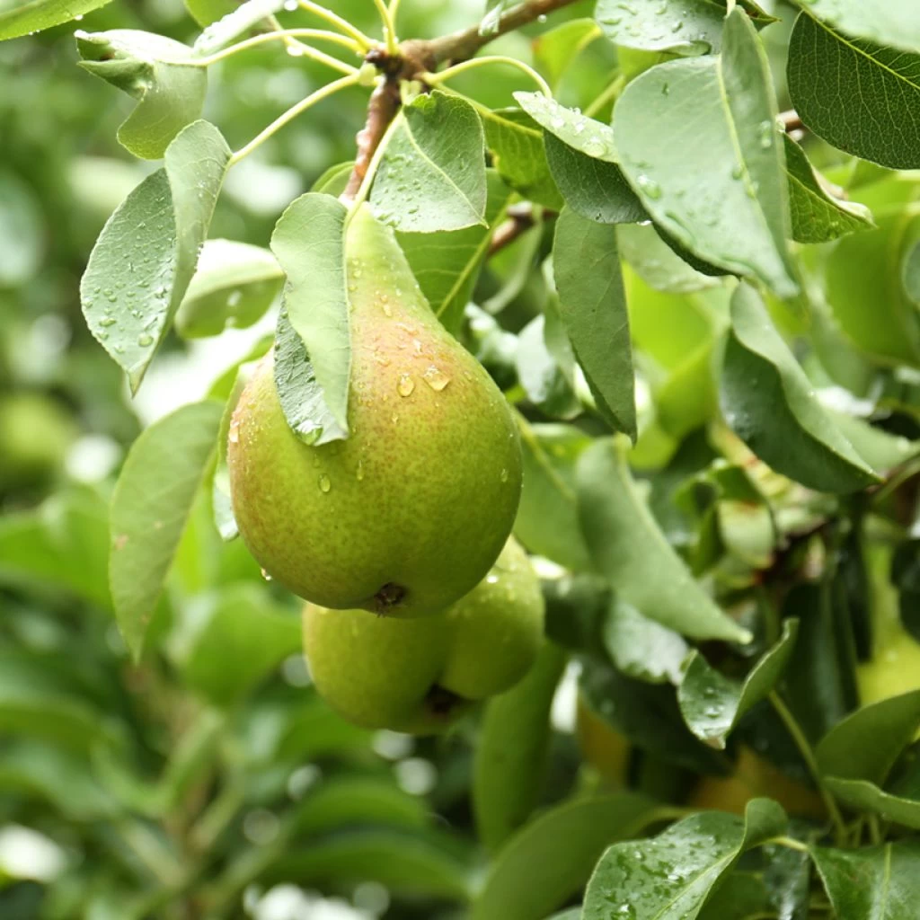 Poirier Curé Ou Poire Du Curé Bio 1 Poirier Curé Ou Poire Du Curé Bio