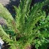 Polystichum Setiferum Plumosum Bevis - Aspidie à Cils Raides