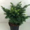Sapin De Douglas - Pseudotsuga Menziesii Fletcheri
