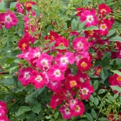 Rosier Grimpant Libertas