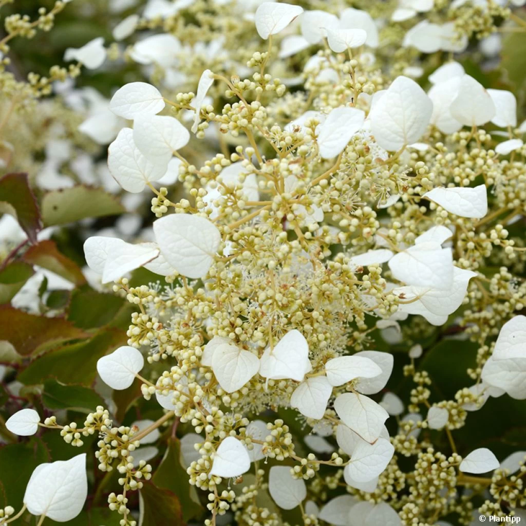 Schizophragma Hydrangeoides Snow Sensation - Faux Hortensia Grimpant 1 Schizophragma Hydrangeoides Snow Sensation - Faux Hortensia Grimpant