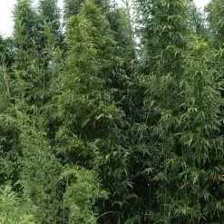 Semiarundinaria Fastuosa Viridis - Bambou