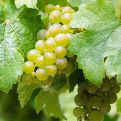Vigne Riesling - Vitis Vinifera