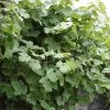 Vigne D'ornement - Vitis Vinifera Incana