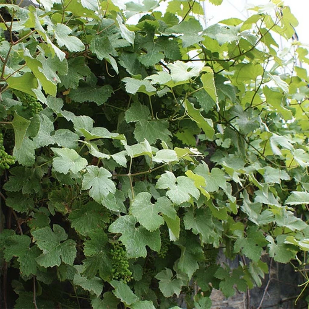 Vigne D'ornement - Vitis Vinifera Incana 1 Vigne D'ornement - Vitis Vinifera Incana