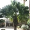 Washingtonia Filifera - Palmier à Jupon