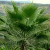 Washingtonia Robusta - Palmier Du Mexique