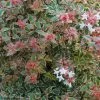 Abelia Grandiflora Tricolor Charm