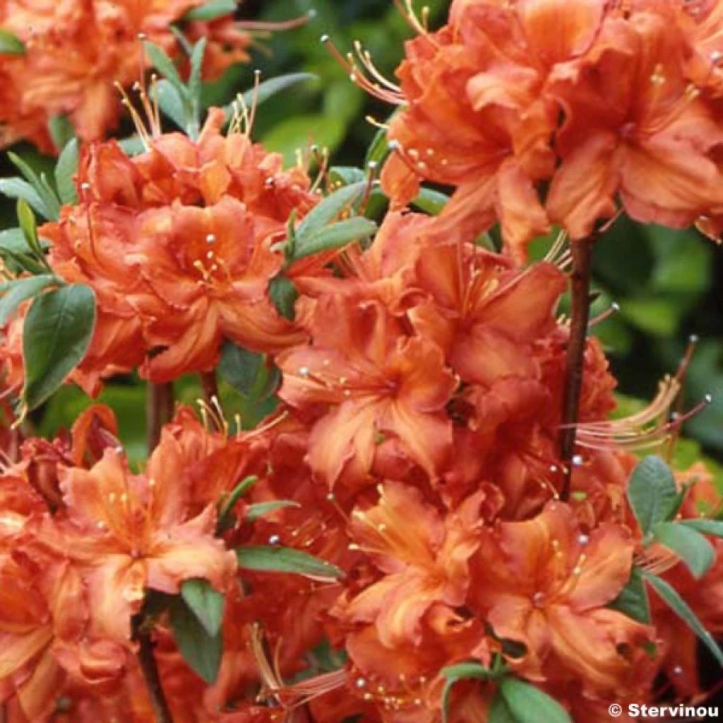 Azalée De Chine Fire Ball - Rhododendron Hybride Orange Vif 1 Azalée De Chine Fire Ball - Rhododendron Hybride Orange Vif
