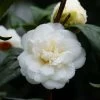 Camélia Nobilissima - Camellia Japonica