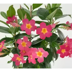 Dipladenia Diamantina Quartz Pink & Yellow