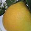 Citronnier - Citrus Limon Adamo