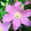 Clématite - Clematis Comtesse De Bouchaud