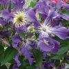 Clématite - Clematis Blue Pirouette