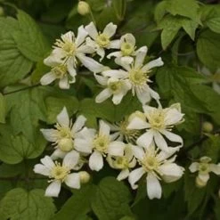 Clématite - Clematis Vitalba Trichotoma