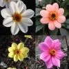 Collection Dahlias Happy Single