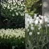 Collection 2 Mois De Tulipes Blanches