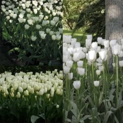Collection 2 Mois De Tulipes Blanches