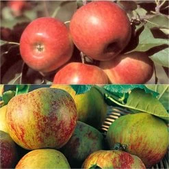 Duo Pollinisateur De Pommes Pour Vos Pâtisseries