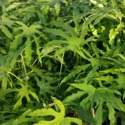 Fatsia Polycarpa Green Fingers - Fatsia De Taiwan