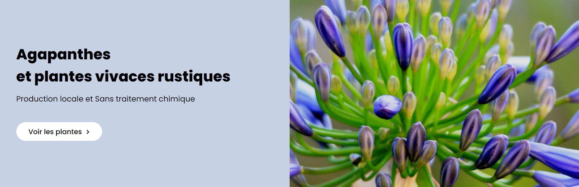 Plantes Séries Magasin -Plantes Séries Magasin fhfrh