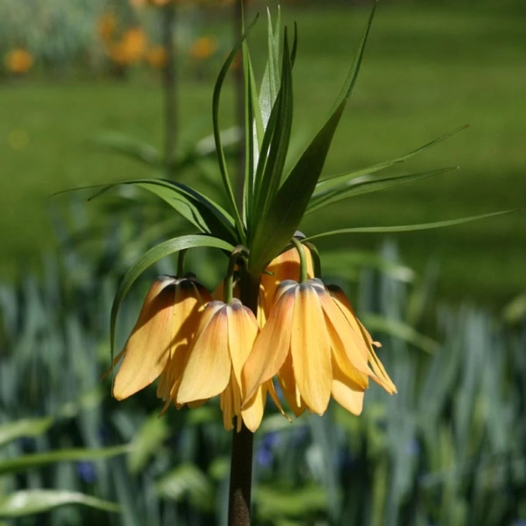 Fritillaire Imperialis Vivaldi* - Couronne Impériale 1 Fritillaire Imperialis Vivaldi* - Couronne Impériale