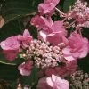 Hortensia - Hydrangea Serrata Santiago
