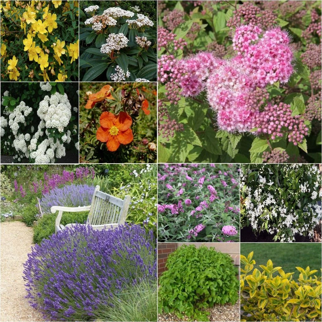 Kit Haie Basse éco 1 Kit Haie Basse éco