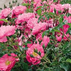 Rosier Couvre-sol Rigo Néon