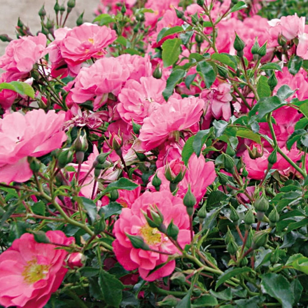 Rosier Couvre-sol Rigo Néon 1 Rosier Couvre-sol Rigo Néon