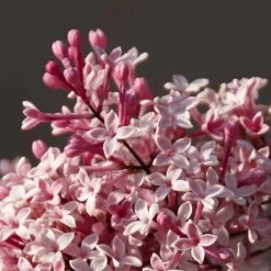 Lilas De Chine - Syringa Microphylla Superba