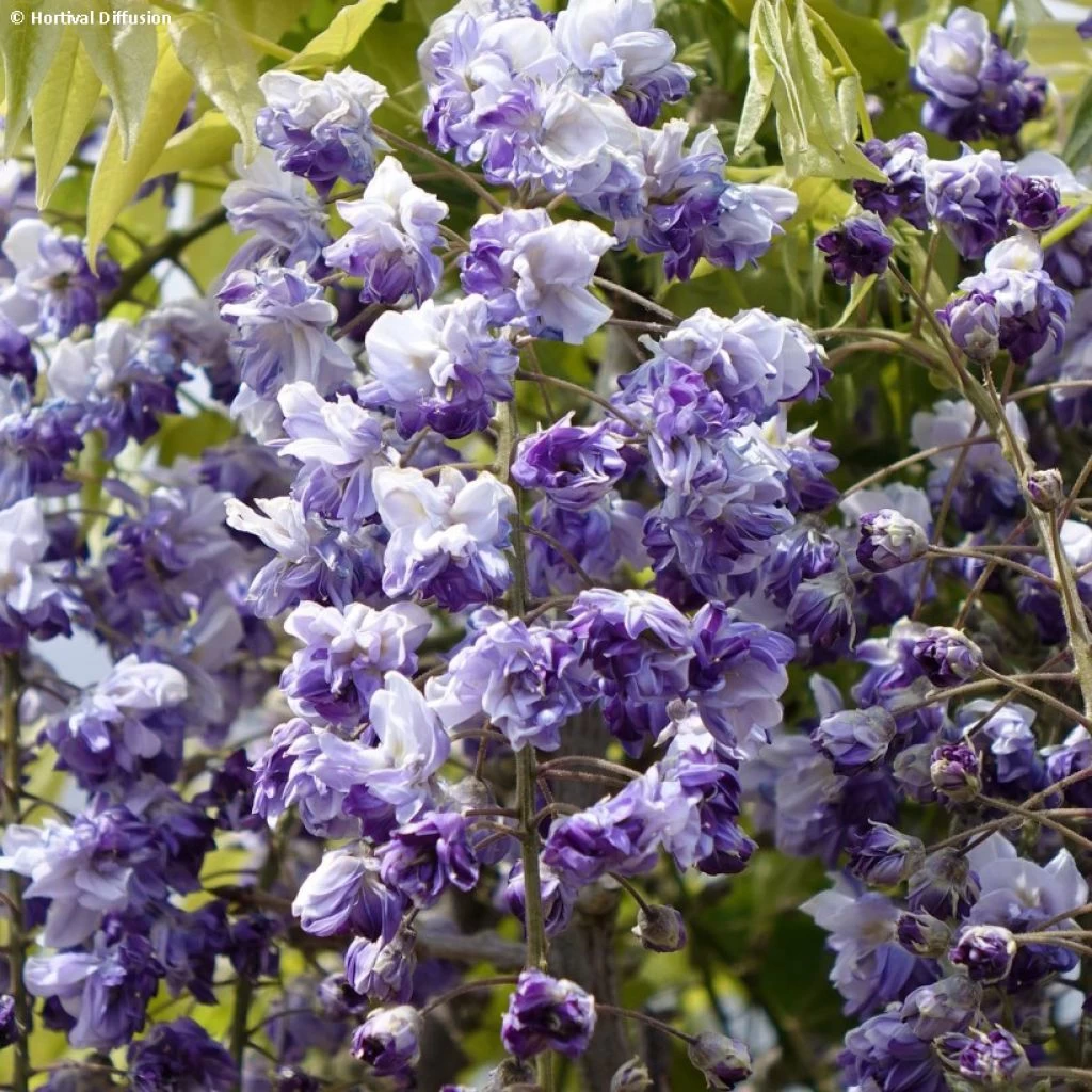 Glycine Grande Diva Cecilia - Wisteria (x) Venusta 1 Glycine Grande Diva Cecilia - Wisteria (x) Venusta